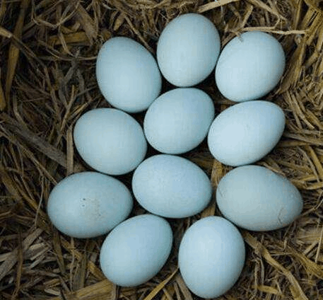 绿壳蛋鸡鸡蛋