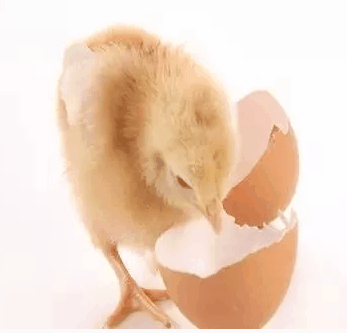 【养鸡成本】绿壳蛋鸡支气管堵塞容易造成鸡群死亡