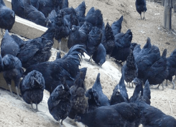 【中国养鸡网】黑羽绿壳蛋鸡断喙时的几点技巧