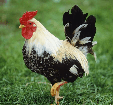 【鸡舍建设】绿壳蛋鸡最常见的几种鸡病
