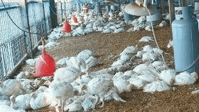 【养鸡技术】养殖户夏季禽流感预防方法