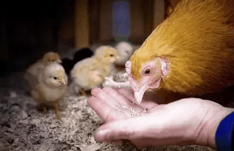 【蝇蛆养鸡】多雨季节绿壳蛋鸡养殖场防护措施