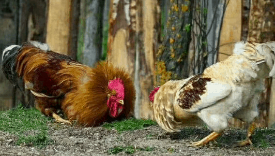 【肉鸡苗】鸡群打架缓解的方法