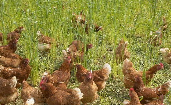 【肉鸡养殖】鉴别绿壳蛋鸡鸡群中健康鸡与病鸡的方法